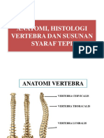 Anatomi, Histologi Vertebra Dan Susunan Syaraf Tepi