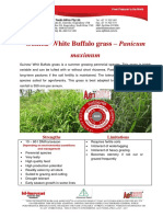 White Buffalo Grass
