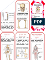 Triptico Del Sistema Oseo