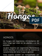 Exposicion hongos