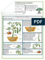 ficha de plantas.pdf
