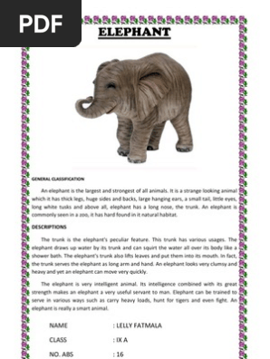 Elephant