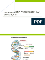 Replikasi DNA Prokariotik Dan Eukariotik