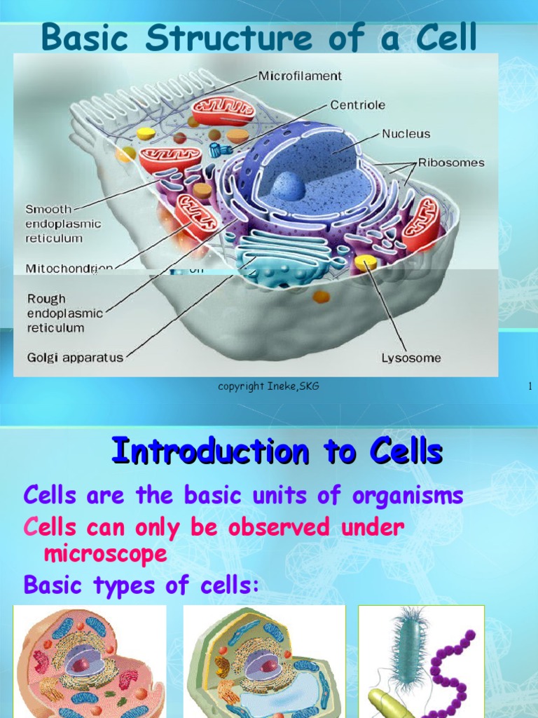 Basic Structure of A Cell | PDF | Cell (Biology) | Organelle