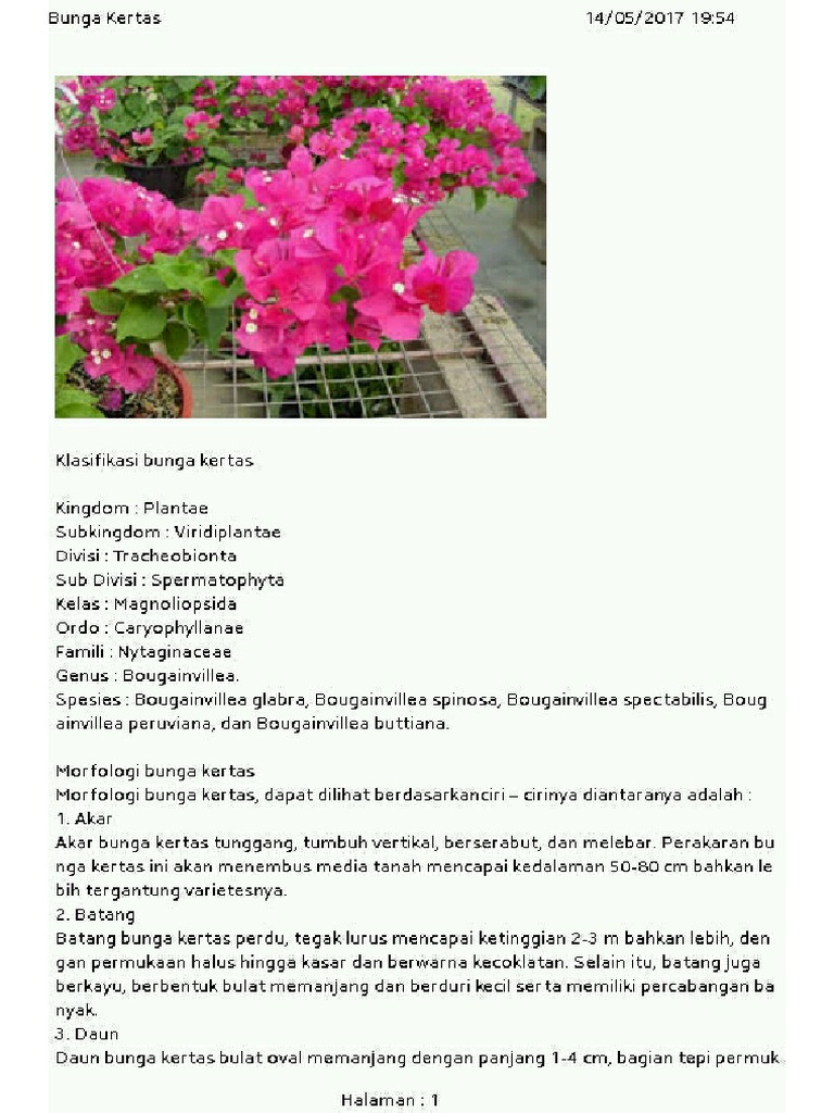 Bunga Kertas