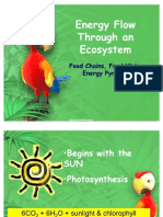Ecosystem Energy Flow