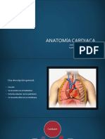Anatomía cardiaca