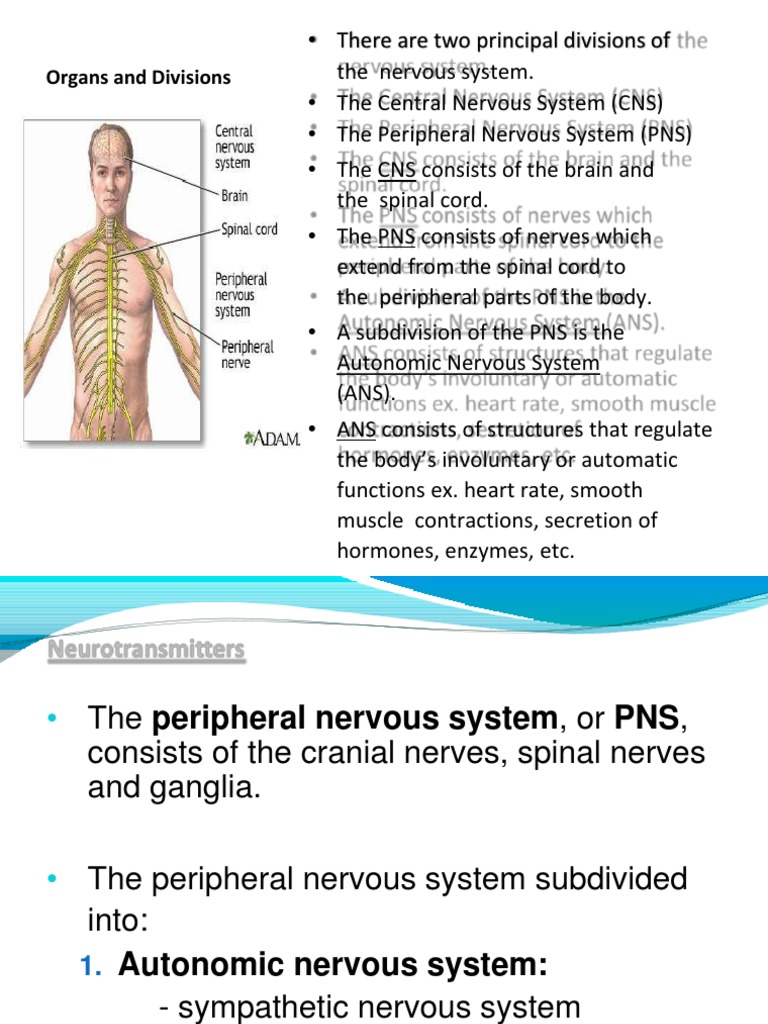Organs and Divisions | PDF | Autonomic Nervous System | Motor Neuron