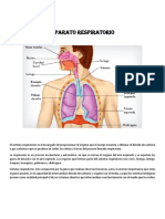 Aparato Respiratorio 