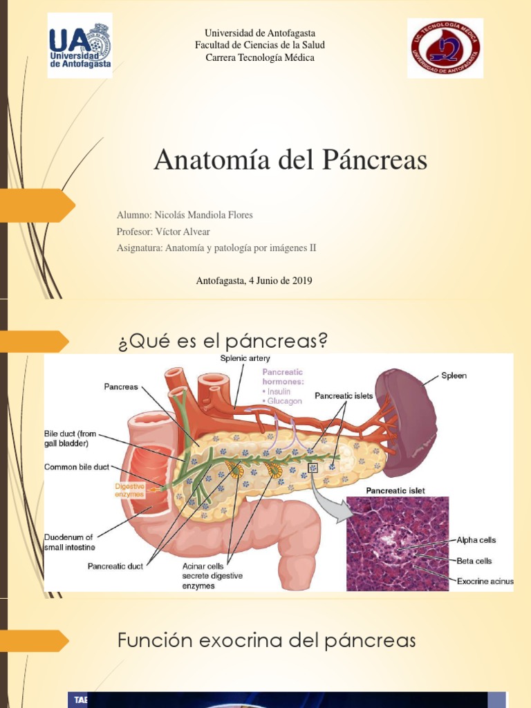 Anatomia Del Pancreas | Páncreas | Diabetes mellitus