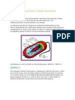 Celula Procariota y Celula Eucariota