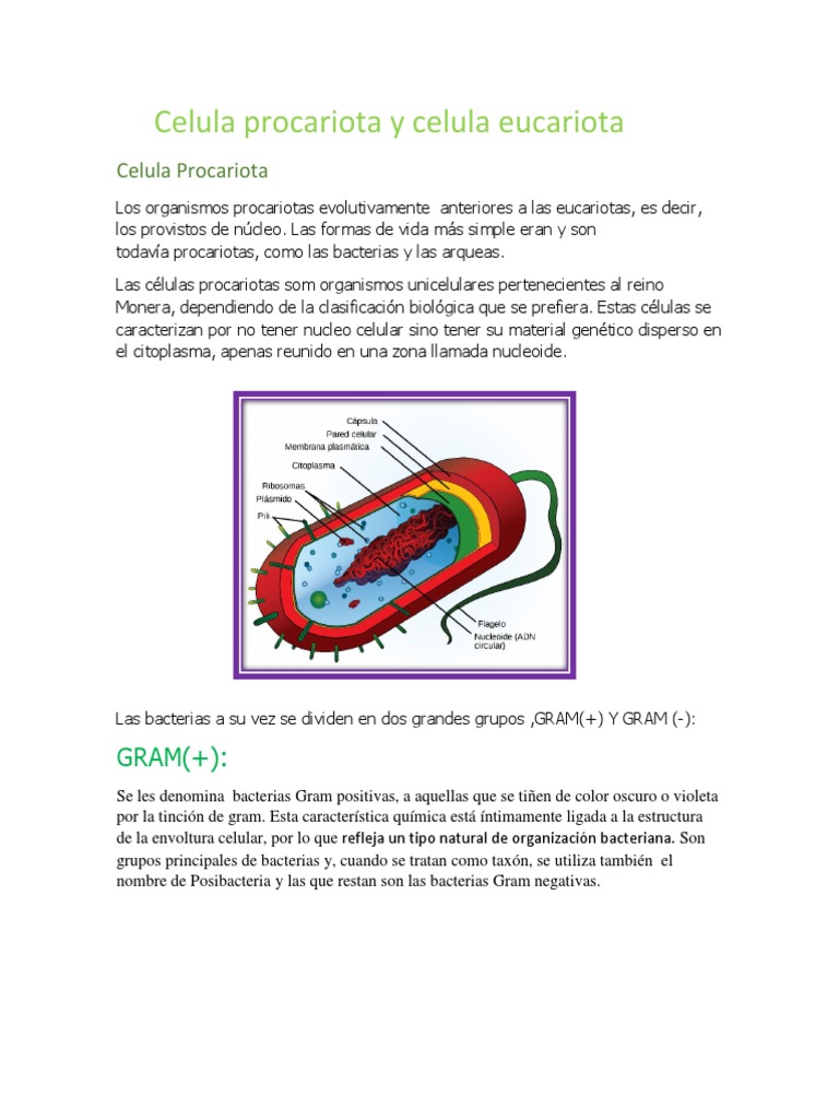 Celula Procariota y Celula Eucariota | PDF | Las bacterias | Biología  Celular)