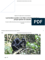 Las bonobos ayudan a sus hijos a encontrar hembras porque quieren ser abuelas.pdf