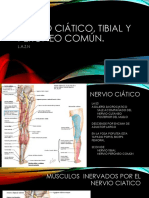 Nervio Ciático, Tibial y Peroneo Común (1)