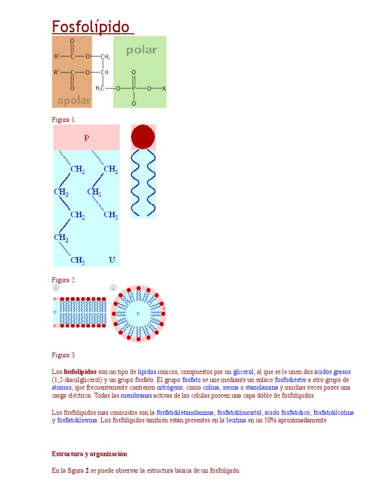 Estructura y funciones de fosfolípidos | PDF | Fosfolípido | Lípido