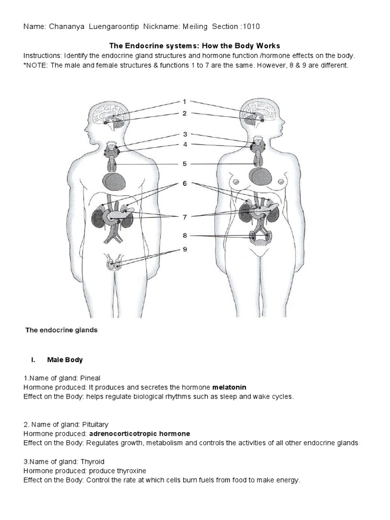 endocrine system diagram for kids unlabeled