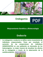 Endogamia, Autopolinización y Homocigosis