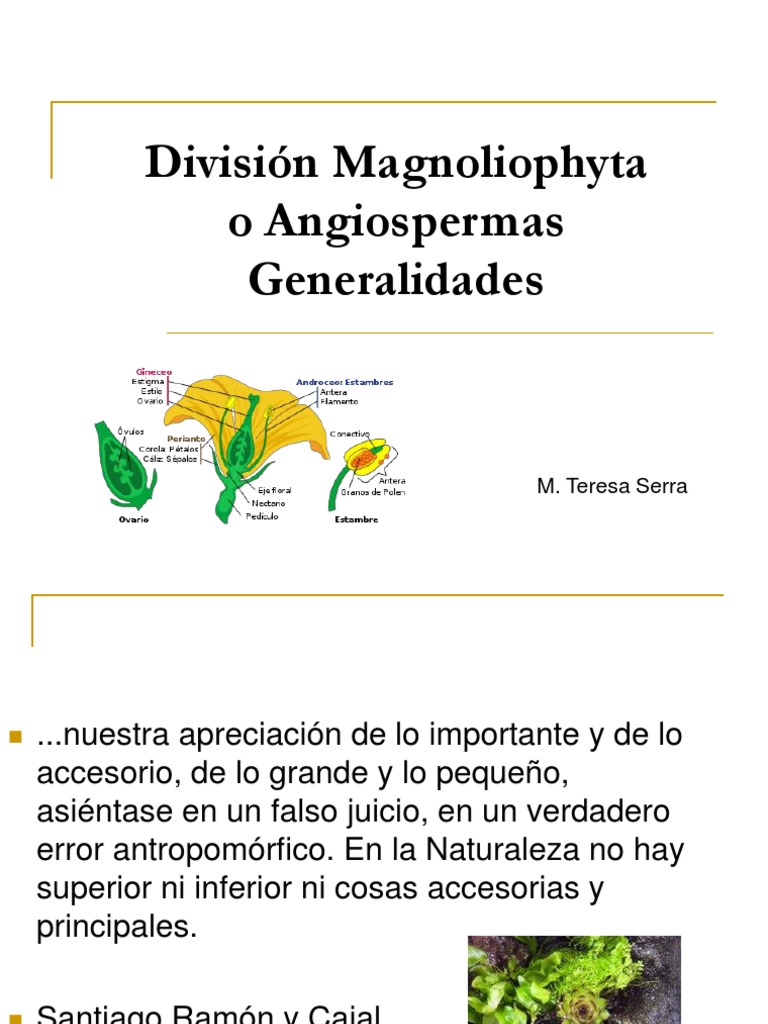 Division Magnoliophyta | PDF | Flores | Fruta