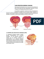 HISTOLOGIA