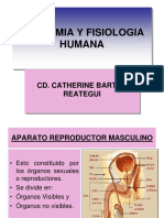 Clase 12 Aparato Reproductor Masculino