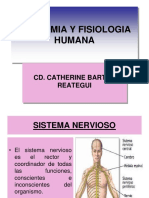 Sistema Nervioso Humano