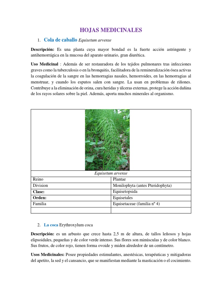 Hojas Medicinales Docx Hoja Plantas