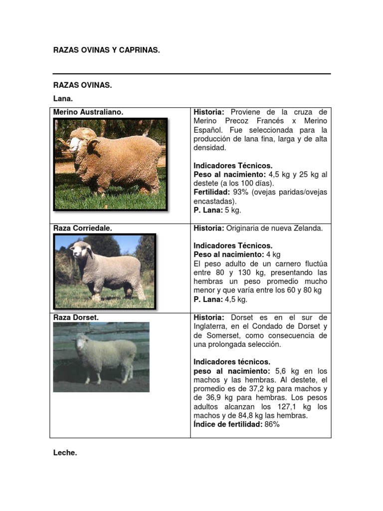 Razas Ovinos | PDF | Oveja | Animales domesticados