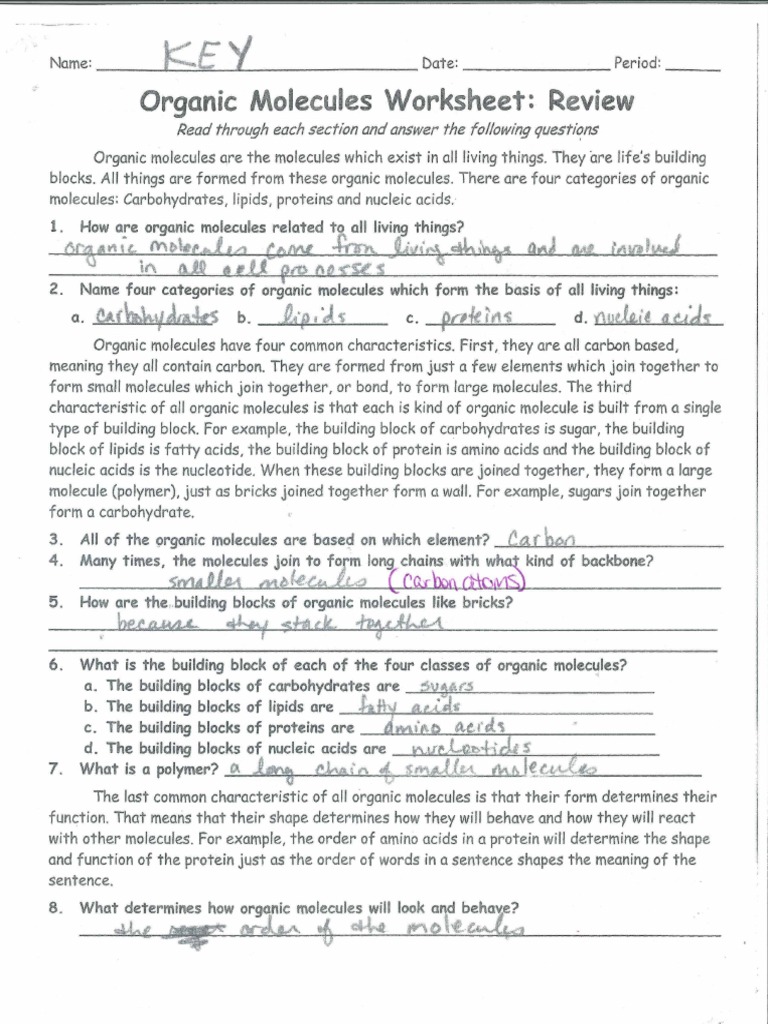 Organic Molecules Worksheet Re (Key)  PDF  Nucleotides In Organic Molecules Worksheet Answer Key