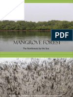 Mangrove Forest: The Rainforests by The Sea