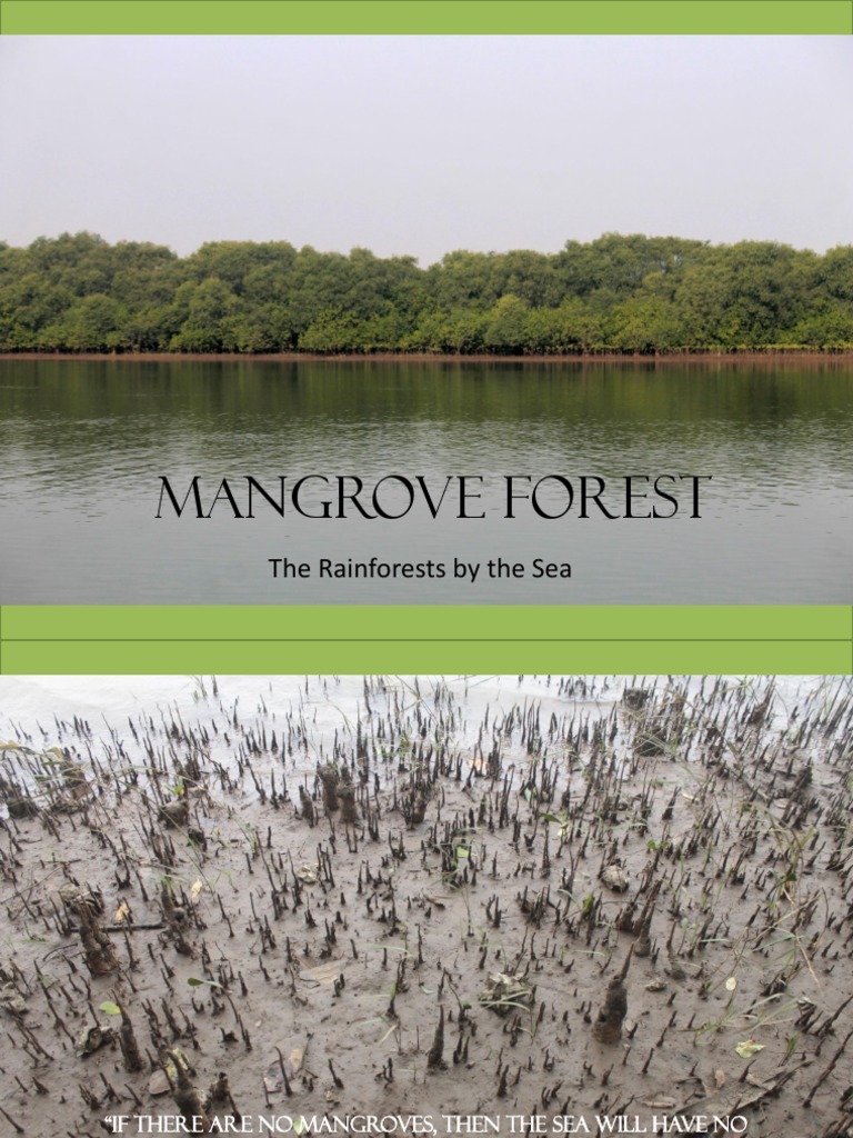 Mangrove Forest: The Rainforests by The Sea | PDF | Mangrove | Systems ...