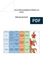 Guia de Musculos