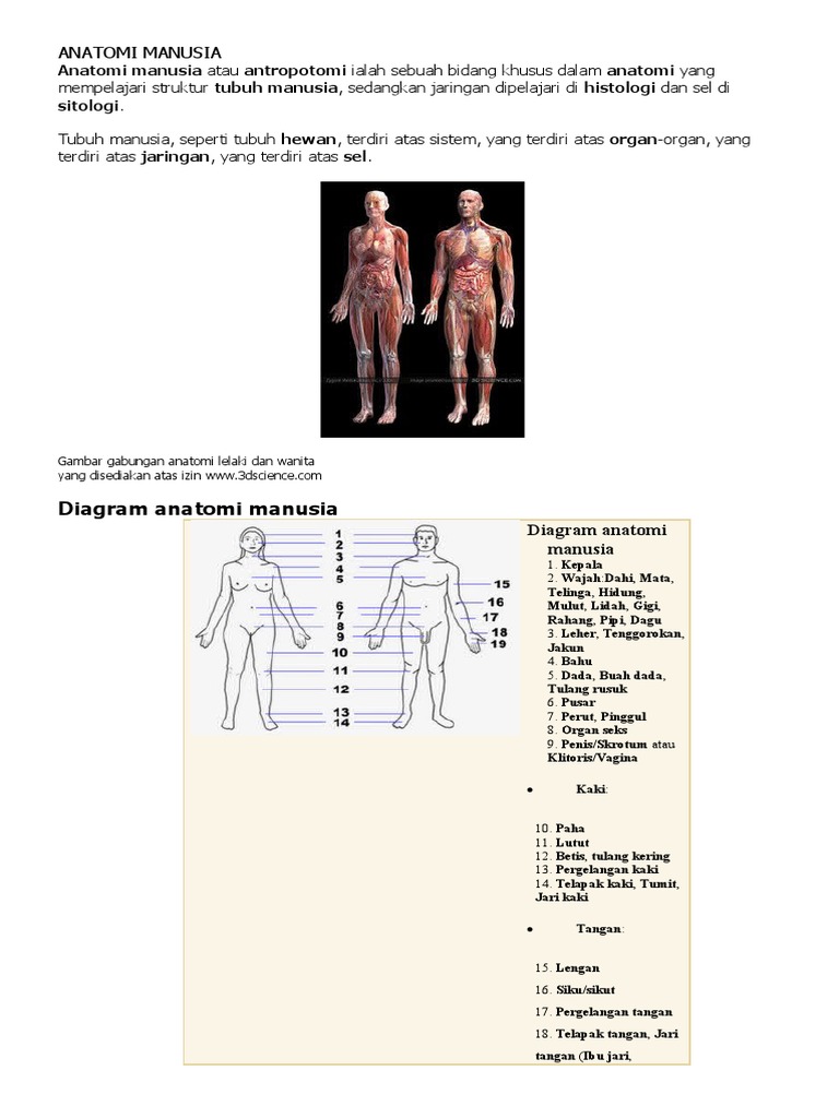 Anatomi Manusia Pdf