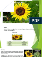 Cultivo de Girasol