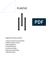 Plantae