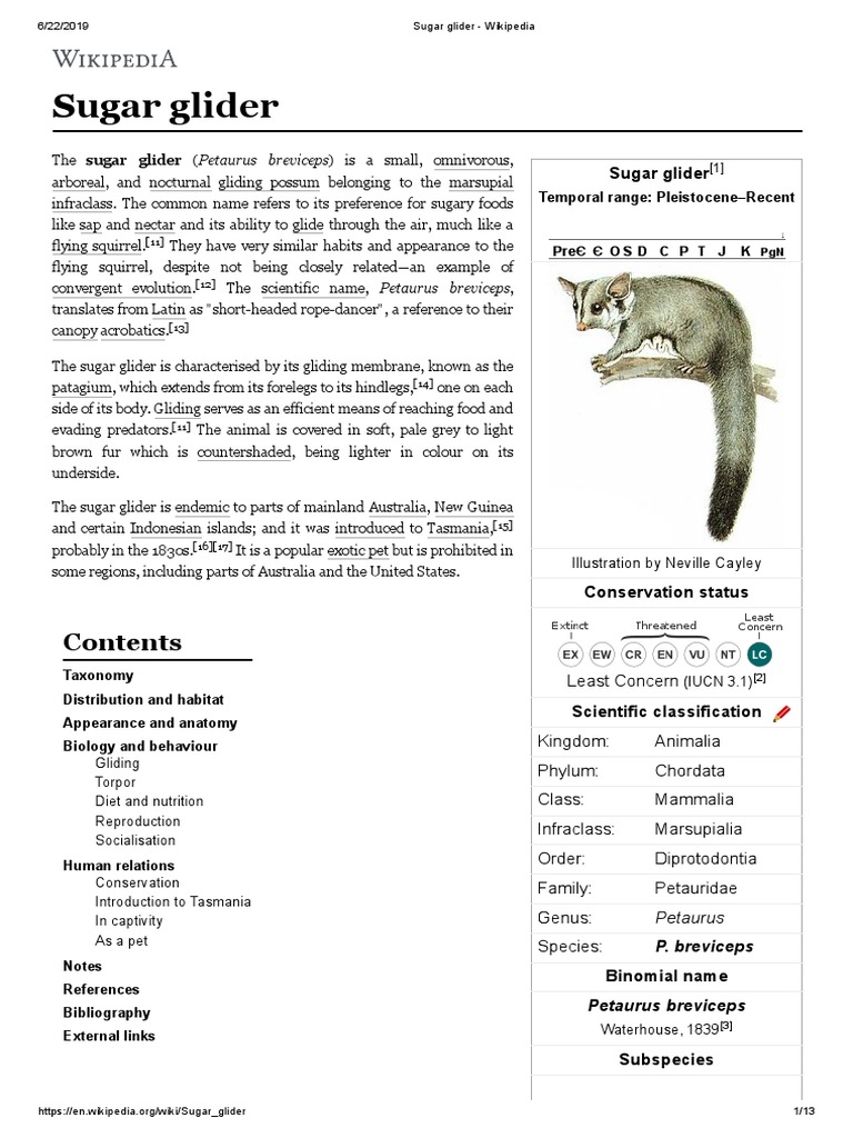 Sugar Glider - Wikipedia | Zoology | Organisms