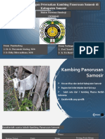 Strategi Pengembangan Peternakan Kambing Panorusan Samosir Di Kabupaten Samosir KIANAA