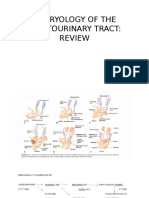 Embryology of The Genitourinary Tract