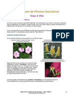 Tema04 morfologia de plantas vasculares.pdf