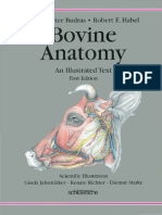 Budras - Bovine Anatomy