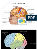 Ariile Cerebrale