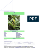 Hypoxidaceae: plantas bulbosas del orden Asparagales