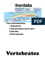 Chordata: Four Characteristics 1.notochord 2.dorsal Hollow Nerve Cord 3.gill Slits 4.post-Anal Tail