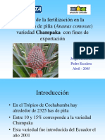 Fertilización Piña Champaka Exportación