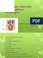 Semiologia Sistemului Renal