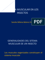 Sistema Muscular