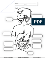 El Aparato Digestivo Ficha Recursosep PDF