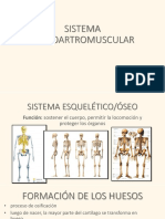 Sistema Osteoartromuscular