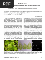 Ocorrência de Xanthomonas campestris pv. vitians em alface, em Minas Gerais
