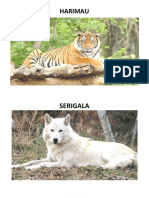 HARIMAU.docx