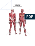 Human Anatomy Muscular System (Female) : 3D Animation NC Iii